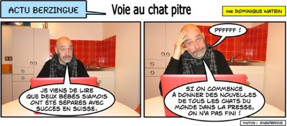 Voie au chat pitre